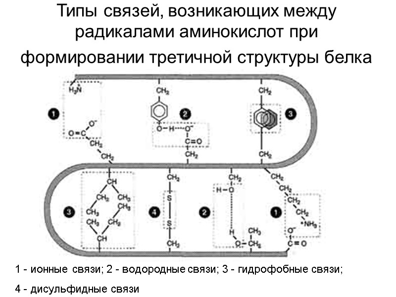 Типы связей, возникающих между радикалами аминокислот при формировании третичной структуры белка  1 -